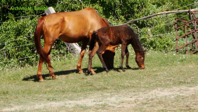 Appennino a Cavallo