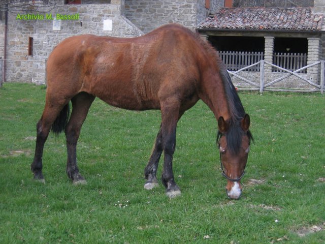 Cammino di San Francesco