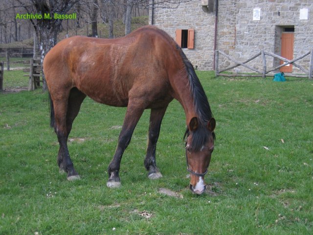 Cammino di San Francesco