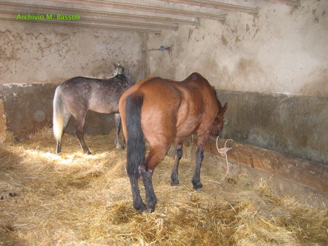 Cammino di San Francesco