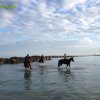 Cavalcata al mare
