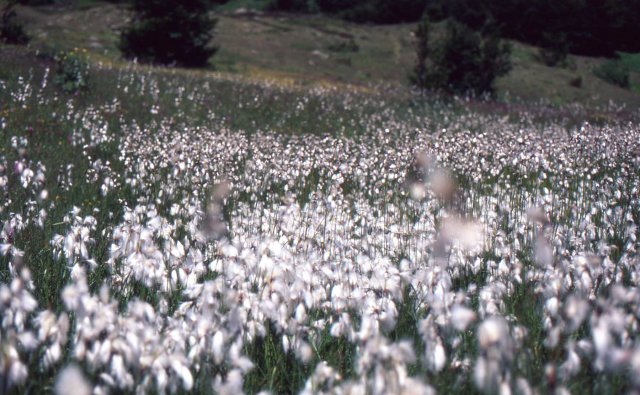 Foce_adige
